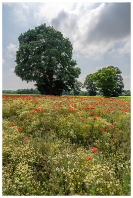 England photography spots - Poppy Field at Edenthorpe 