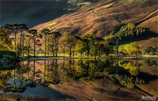 A close up of the famous Buttermere pines.
