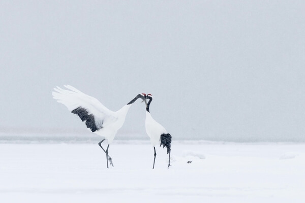 The pair of Red-crowned cranes that live in Nemuro and sometimes come to the eagle feeding ground.