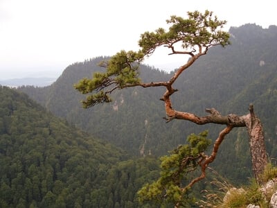 Viewpoint at the Old Relict Pine