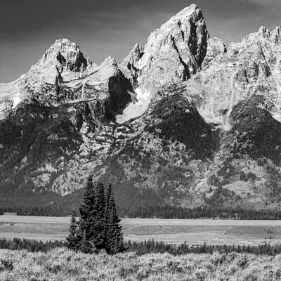 images of Grand Teton National Park - Trees along Highway 89/191