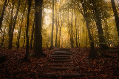 instagram spots in United Kingdom - Minwear Forest