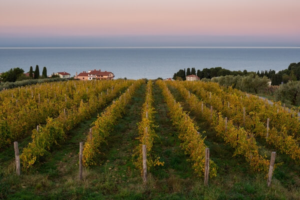 Elevated views on vineyards of Debeli rtič