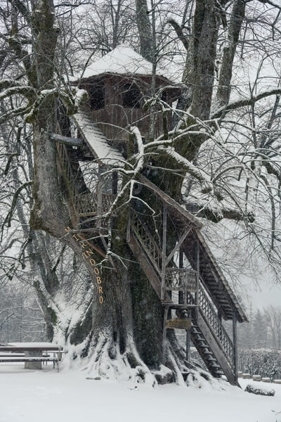 A house on a 360 yo linden tree