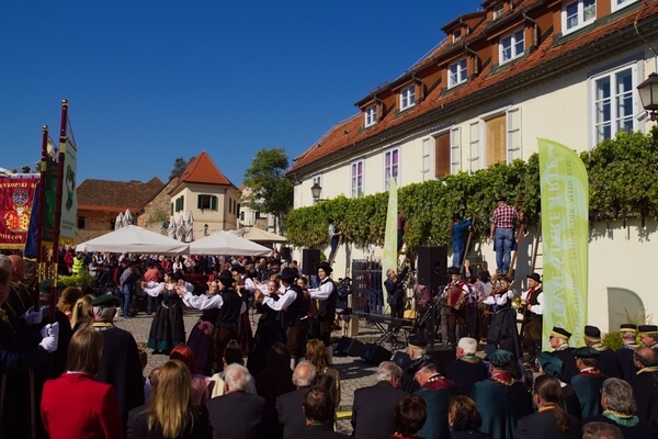 Ceremonial harvest of the oldest vine in the world in Maribor, Slovenia