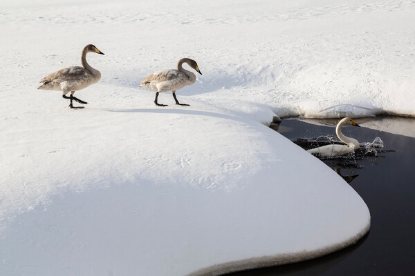 Whooper swans accessing a thermal melt pond on Lake Kussharo