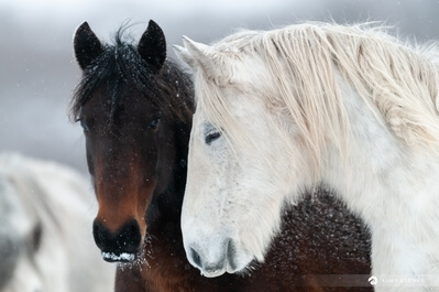 photo locations in Bosnia and Herzegovina - Wild Horses at Livno