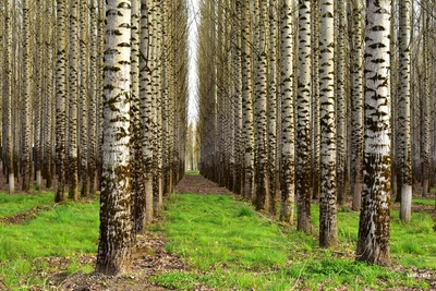 photo locations in Washington - Chehalis Poplar Plantation