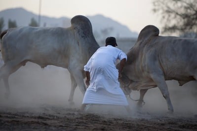 United Arab Emirates events - Traditional Bull Fighting at Fujairah