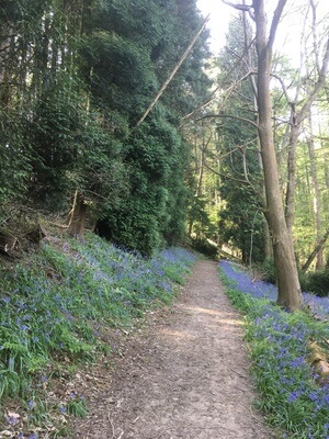 photo locations in England - Woodland walk