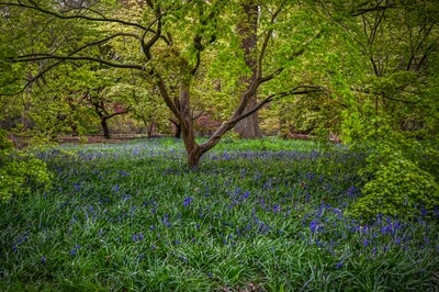 instagram spots in England - Isabella Plantation, Richmond Park