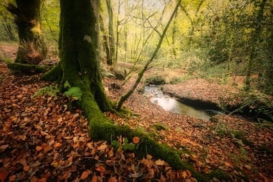 photography locations in South Wales - Green Castle Woods