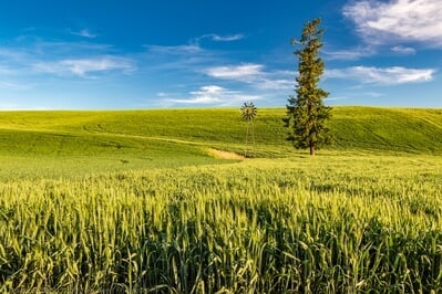 Washington instagram spots - CJ Ochs Windmill and Lone Tree