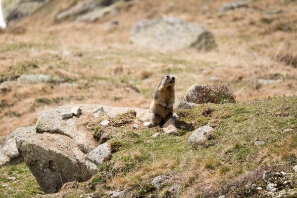 This marmot guard watched me all the time and it was hard to get closer. He whistle very quickly as soon as I moved a finger :)