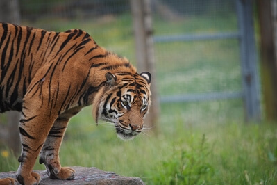 pictures of South Wales - Manor Wildlife Park