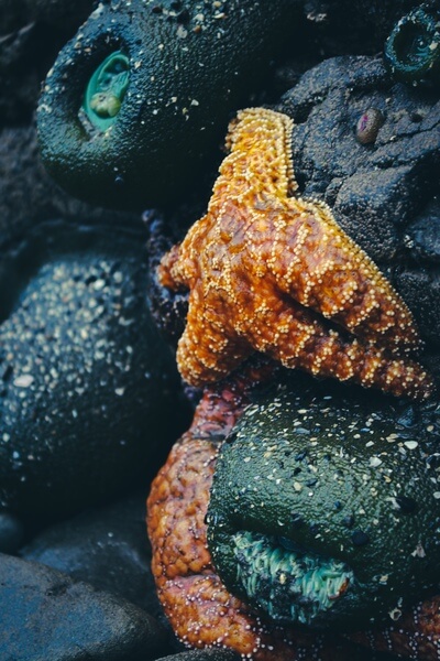 Starfish on the rocks during low tide 