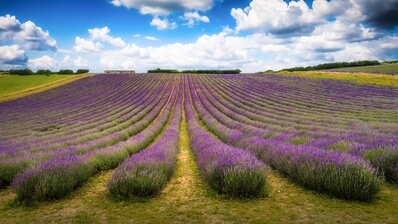 instagram spots in United Kingdom - Lordington Lavender Field