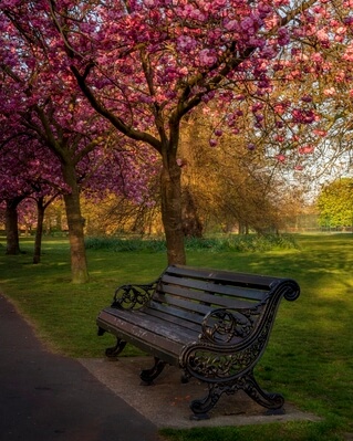 images of London - Greenwich Cherry Blossoms