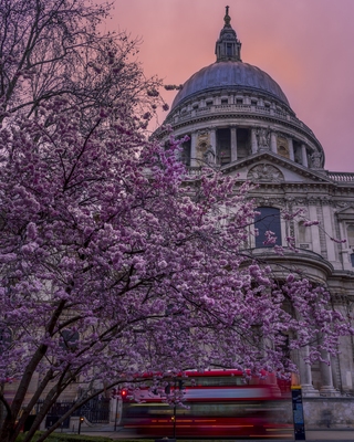 pictures of London - Carter Lane Gardens - St Pauls Cathedral Viewpoint