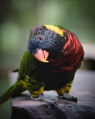 images of Kuala Lumpur - KL Bird Park