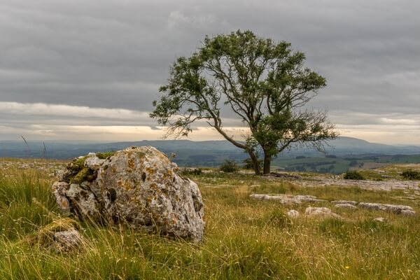 The "Lone Tree" above Malham, between the Cove and Gordale scar