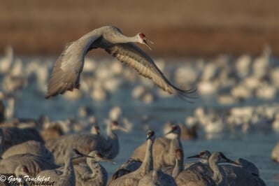 In winter thousands of geese and ducks inhabit the refuge, but the special guests are the Sandhill Cranes.