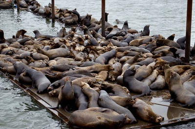 Oregon photo locations - Sea Lion Haul Out Astoria