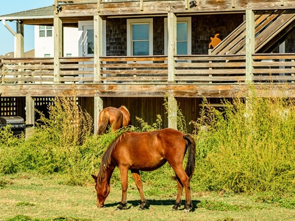 Horses grazing among the beach houses.