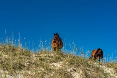 Horses in dunes.