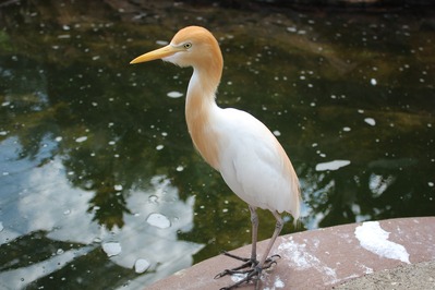 pictures of Kuala Lumpur - KL Bird Park