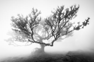 Madeira photography locations - Fanal Laurisilva Forest 