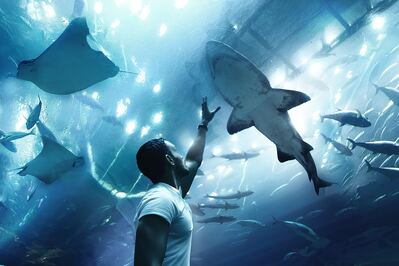 pictures of Dubai - Dubai Aquarium