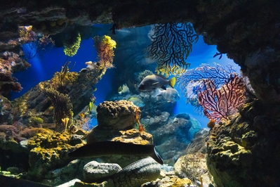 pictures of Barcelona - Barcelona Aquarium
