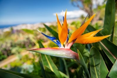 pictures of Madeira - Madeira Botanical Garden