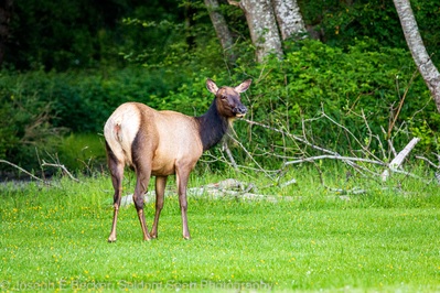 instagram locations in Washington - Dosewallips State Park - Wildlife