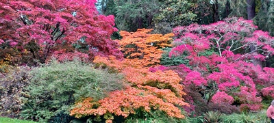 images of Seattle - Washington Park Arboretum