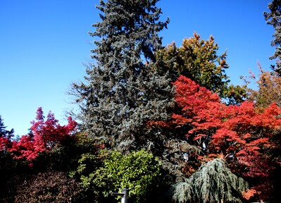 images of Seattle - Kubota Garden