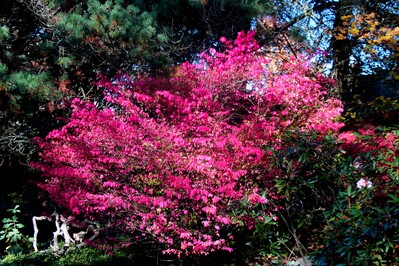 photos of Seattle - Kubota Garden