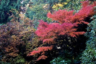 pictures of Seattle - Kubota Garden