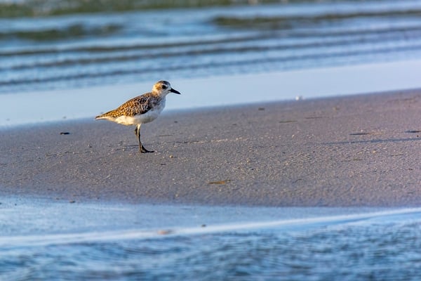 Black-bellied Plover in non-breeding plumage. The beach and marsh behind it are adjacent to Cedar Island National Wildlife Refuge. Birds are everywhere. 