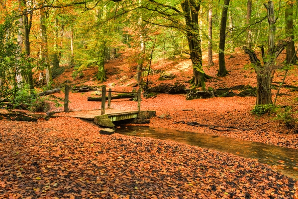 Either side of the ponds are lots of woodland walks featuring superb autumn colours.
