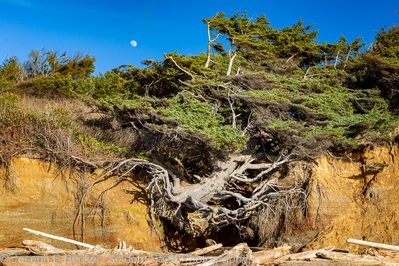 photo spots in United States - Kalaloch - Tree of Life