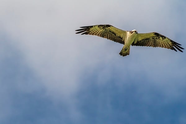 Osprey hunting over the channel.