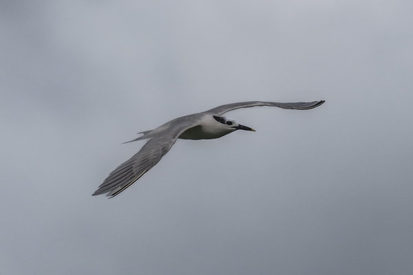 Sandwich Tern in non-breeding adult plumage.