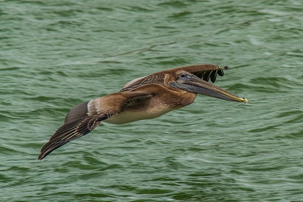 Brown Pelican.