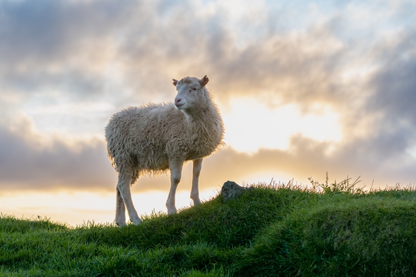Sheep at Sunset on Mykines
