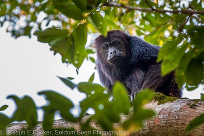 Belize photography locations - Community Baboon Sanctuary