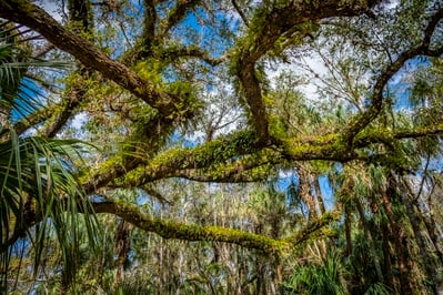 Florida photography locations - Sweetgum and Ancient Hammock Trails, Highlands Hammock State Park
