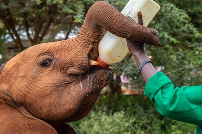 Kenya photography locations - Sheldrick Wildlife Trust Elephant Orphanage