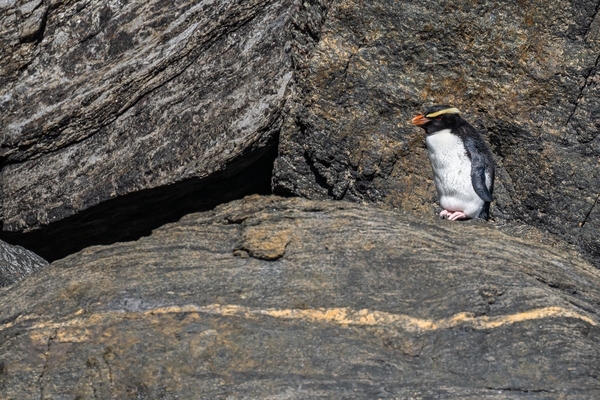 Fiordland Crested Penguin, Milford Sound, Fiordland N.P.